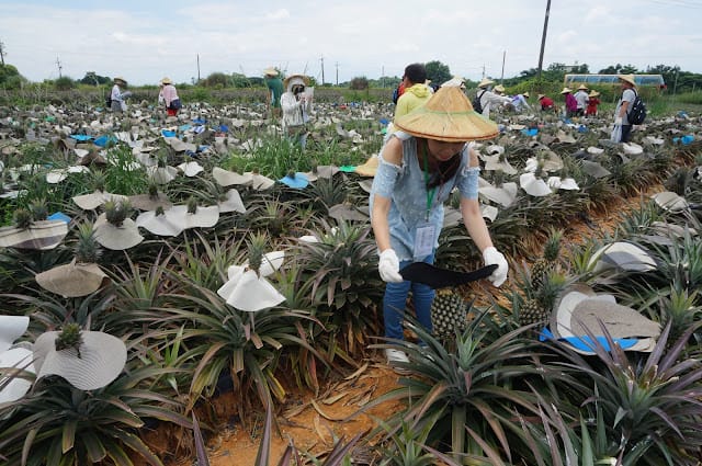[親子旅遊]【沁涼鳳荔水水行X跟著大佛採食趣】踩線團，鳳荔季最強體驗活動精彩出發！