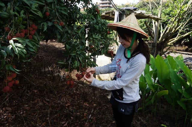 [親子旅遊]【沁涼鳳荔水水行X跟著大佛採食趣】踩線團，鳳荔季最強體驗活動精彩出發！