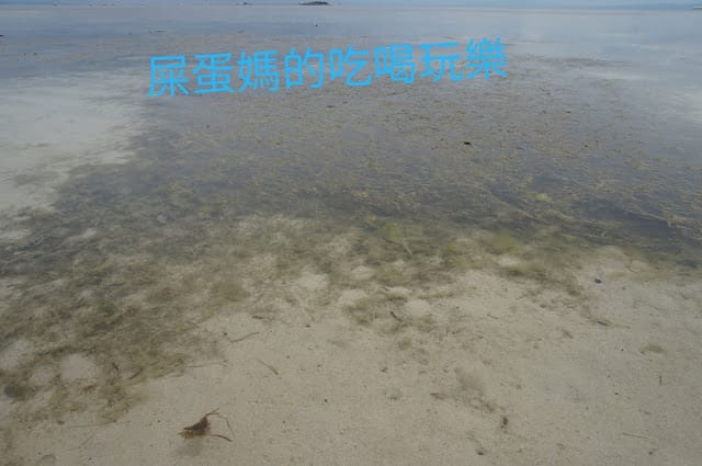 ［菲律賓遊學旅遊］最夯的一日跳島遊，必去的知名廣告拍攝地資生堂島！跟著新飛遊學趣，帶你瘋遊學～菲律賓宿霧海外遊學￼宿霧