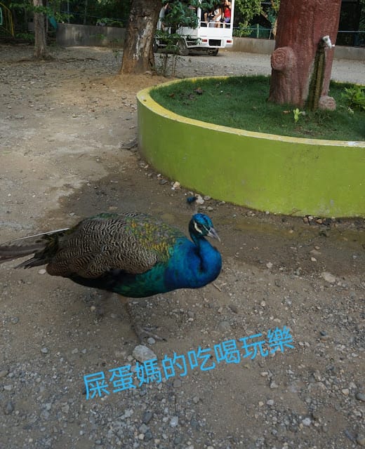 ［菲律賓遊學旅遊］PAPAKITS水陸遊樂園，跟著新飛遊學趣，帶你瘋遊學～菲律賓宿霧海外遊學￼宿霧