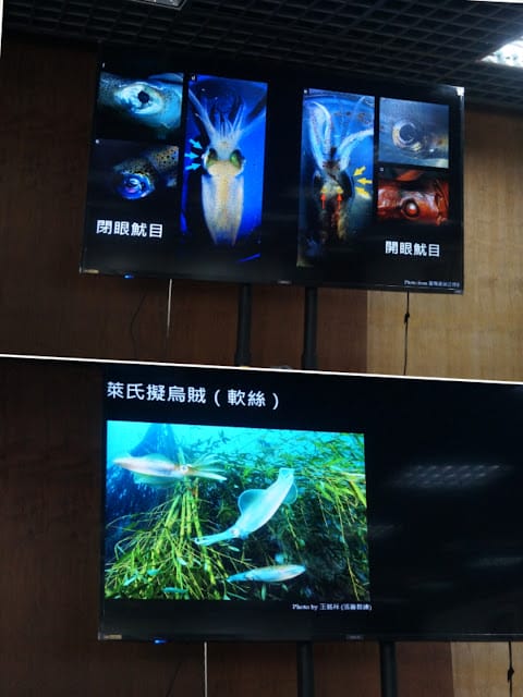［親子體驗］2019基隆鎖管季的漁村導覽活動－軟絲竹叢產房工作假期體驗，一起來發現海洋奧秘！
