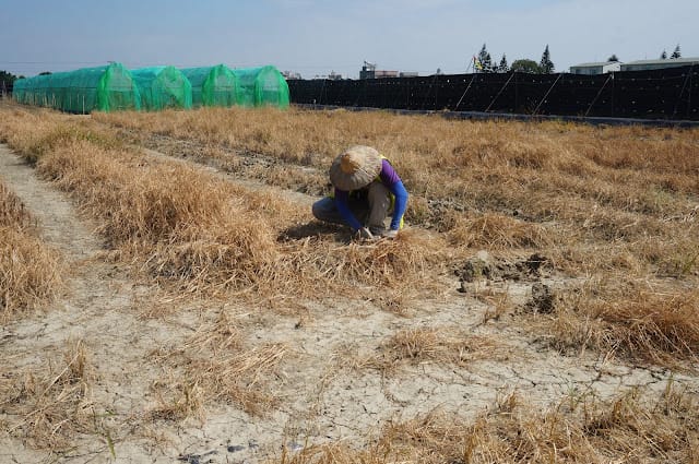 ［親子旅遊］嘉義市樂活農場－教你紮實土法控土窯、童趣田野捉泥鰍