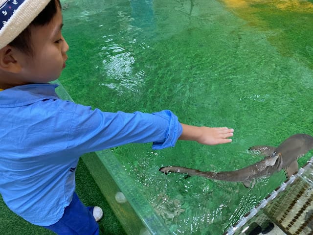 [美食]林口S.T. 銀河系水族/寵物/餐廳,全台唯一摸鯊魚體驗!讓魚兒陪伴你用餐吧!