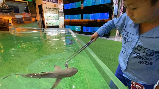 [美食]林口S.T. 銀河系水族/寵物/餐廳,全台唯一摸鯊魚體驗!讓魚兒陪伴你用餐吧!