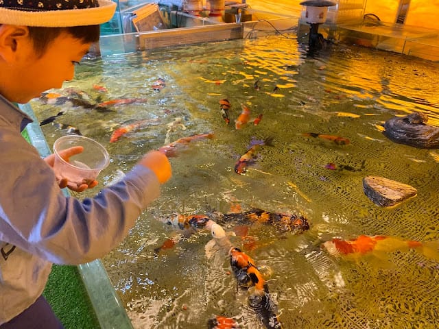 [美食]林口S.T. 銀河系水族/寵物/餐廳,全台唯一摸鯊魚體驗!讓魚兒陪伴你用餐吧!