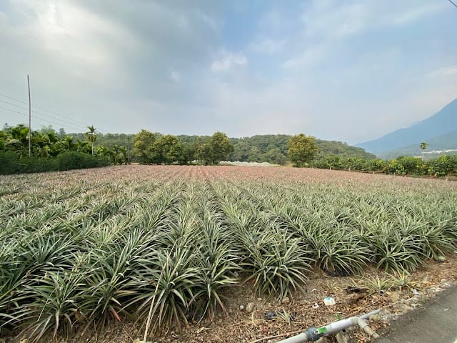 [實用分享]掌握寬廣的視野,發現微觀的世界~Bomgogo L6 手機廣角微距鏡頭組 & TIPSCOPE台灣獨家代理手機顯微鏡,手機拍照的必備神器!