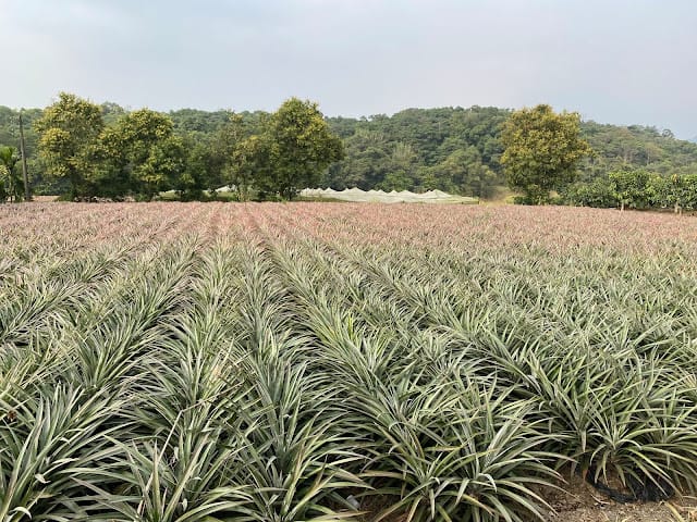 [實用分享]掌握寬廣的視野,發現微觀的世界~Bomgogo L6 手機廣角微距鏡頭組 & TIPSCOPE台灣獨家代理手機顯微鏡,手機拍照的必備神器!