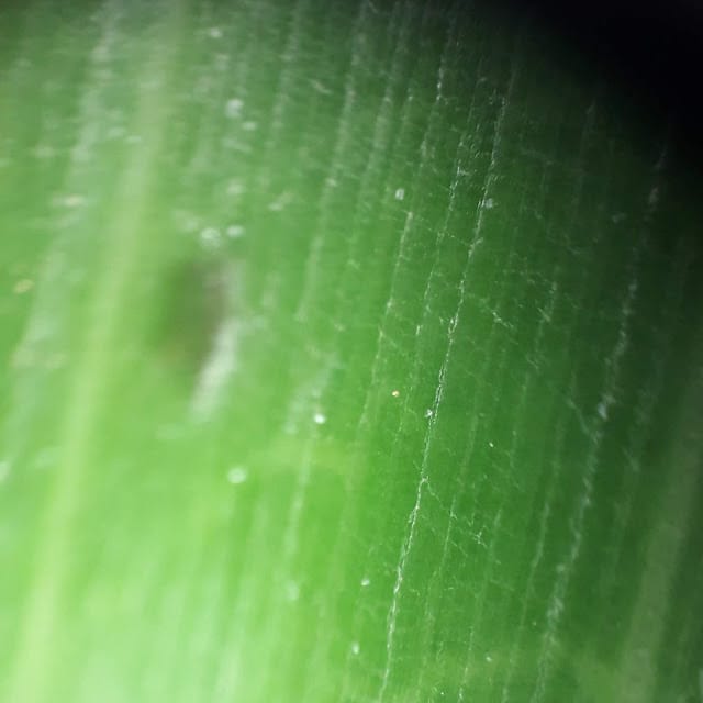 [實用分享]掌握寬廣的視野,發現微觀的世界~Bomgogo L6 手機廣角微距鏡頭組 & TIPSCOPE台灣獨家代理手機顯微鏡,手機拍照的必備神器!