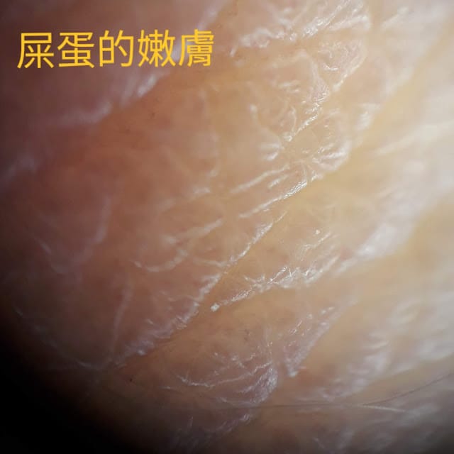 [實用分享]掌握寬廣的視野,發現微觀的世界~Bomgogo L6 手機廣角微距鏡頭組 & TIPSCOPE台灣獨家代理手機顯微鏡,手機拍照的必備神器!