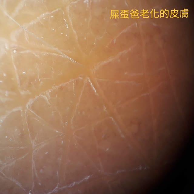 [實用分享]掌握寬廣的視野,發現微觀的世界~Bomgogo L6 手機廣角微距鏡頭組 & TIPSCOPE台灣獨家代理手機顯微鏡,手機拍照的必備神器!