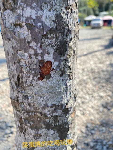 [親子旅遊]蘇菲凱文の快樂農場,親子露營的好去處!