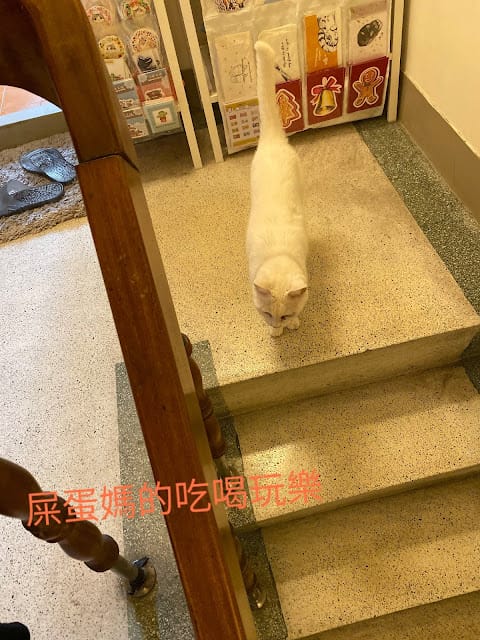 [親子住宿]太陽慢慢走親子寵物親善民宿,悠閒體驗台南慢活魅力!