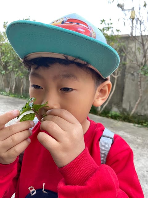[親子住宿]雲林古坑棕櫚島民宿~濃濃南洋休閒風情的渡假民宿!順遊良作工場農業文創館/福祿壽觀光酒廠/古坑綠色隧道