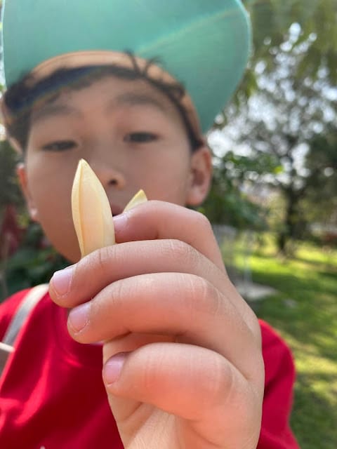 [親子住宿]雲林古坑棕櫚島民宿~濃濃南洋休閒風情的渡假民宿!順遊良作工場農業文創館/福祿壽觀光酒廠/古坑綠色隧道