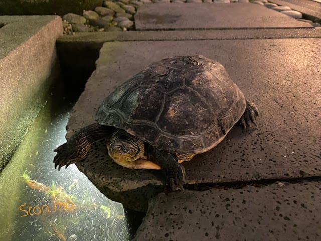 [美食]台南素食/台南美食/台南蔬食赤崁璽樓餐廳v.s鳳梨酥/凤梨酥/伴手禮/禮盒 福祿壽鳳梨酥,素食界的五星級餐點!
