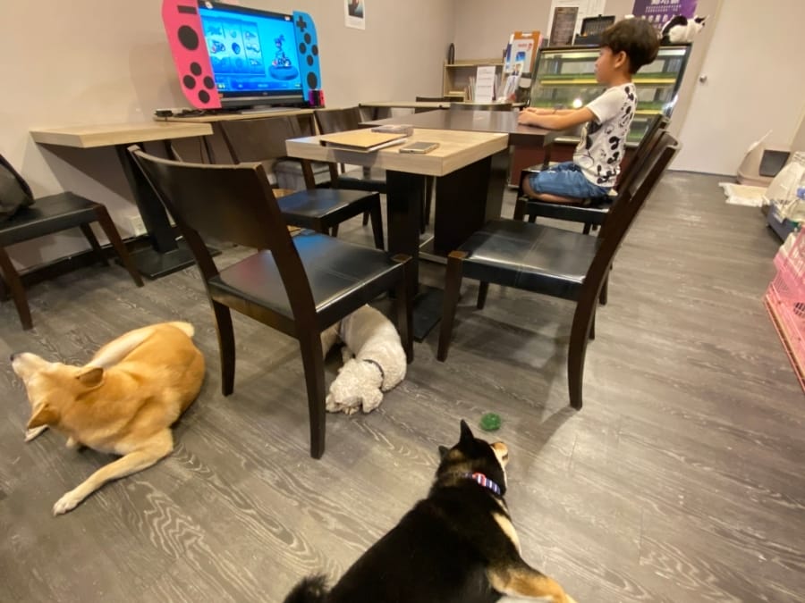 魔法咪嚕寵物主題餐廳,跟可愛毛小孩一起用餐吧!