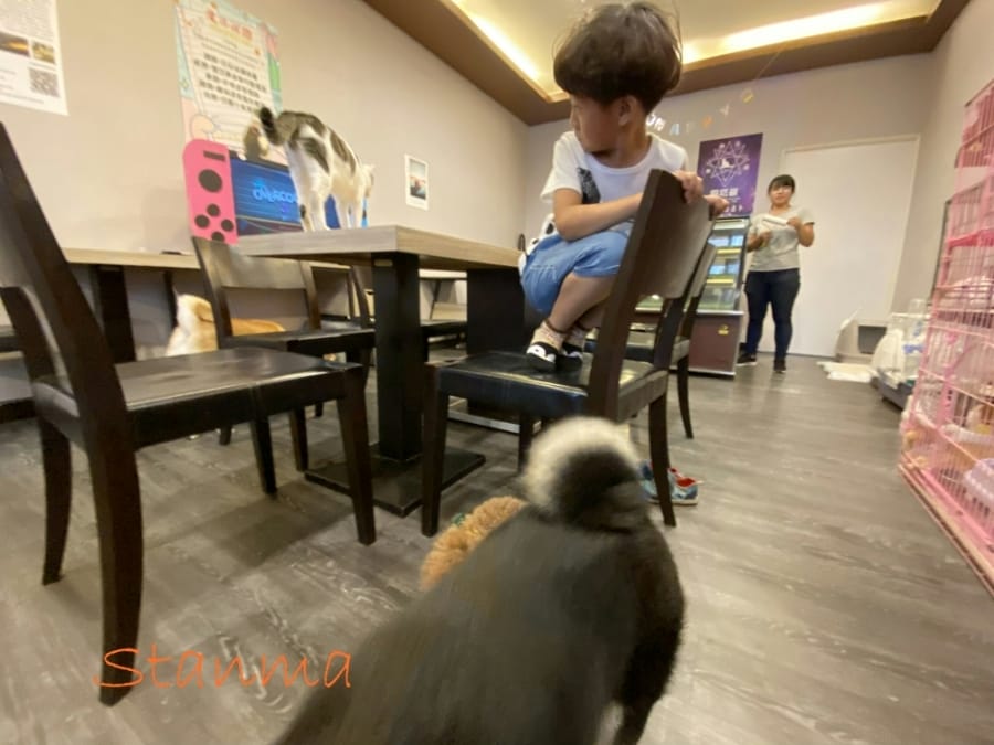 魔法咪嚕寵物主題餐廳,跟可愛毛小孩一起用餐吧!