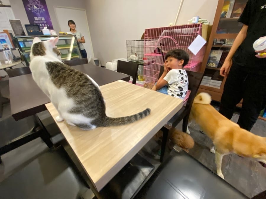 魔法咪嚕寵物主題餐廳,跟可愛毛小孩一起用餐吧!