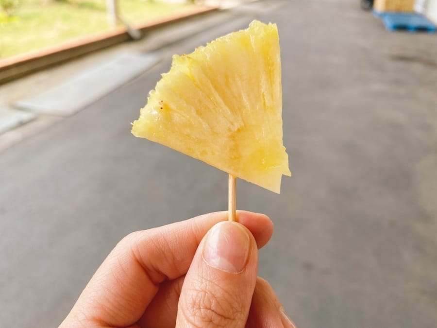 山城的鳳梨田故事~臺南市鳳梨產地參訪,細看鳳梨的華麗變身!
