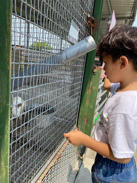 台南世外桃源~春園親子農場,親子遊玩勝地!