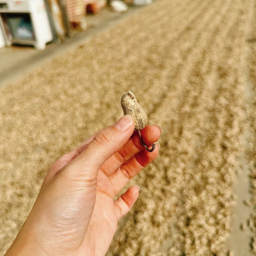雲林花生尋根之旅 跟著花生WAY尋覓大隊走遍鹿窯柴燒窯烤麵包、R角甜點、三房咖啡、元長/北港/虎尾農會,好事一定會花生! - 第37張圖 雲林花生尋根之旅 跟著花生WAY尋覓大隊走遍鹿窯柴燒窯烤麵包、R角甜點、三房咖啡、元長/北港/虎尾農會,好事一定會花生!