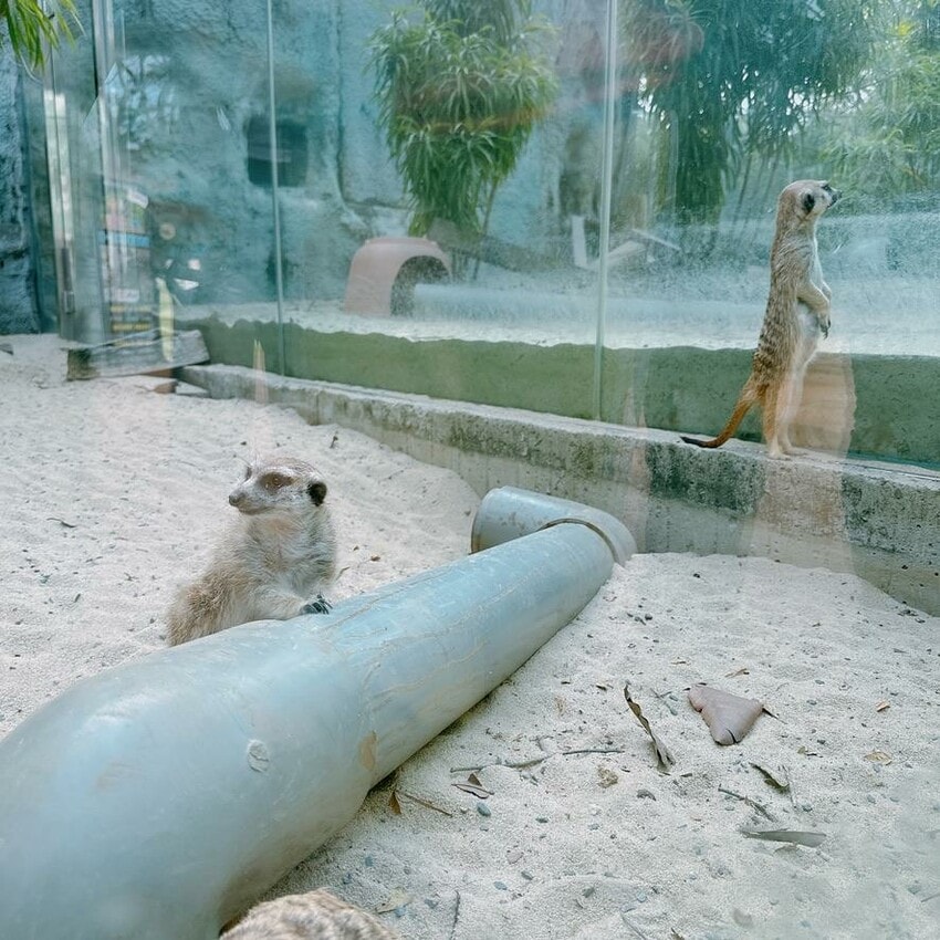 壽山動物園新玩法！探索壽山新世界 5G科技新體驗，一起深入動物圈，成為動物們的好朋友吧！