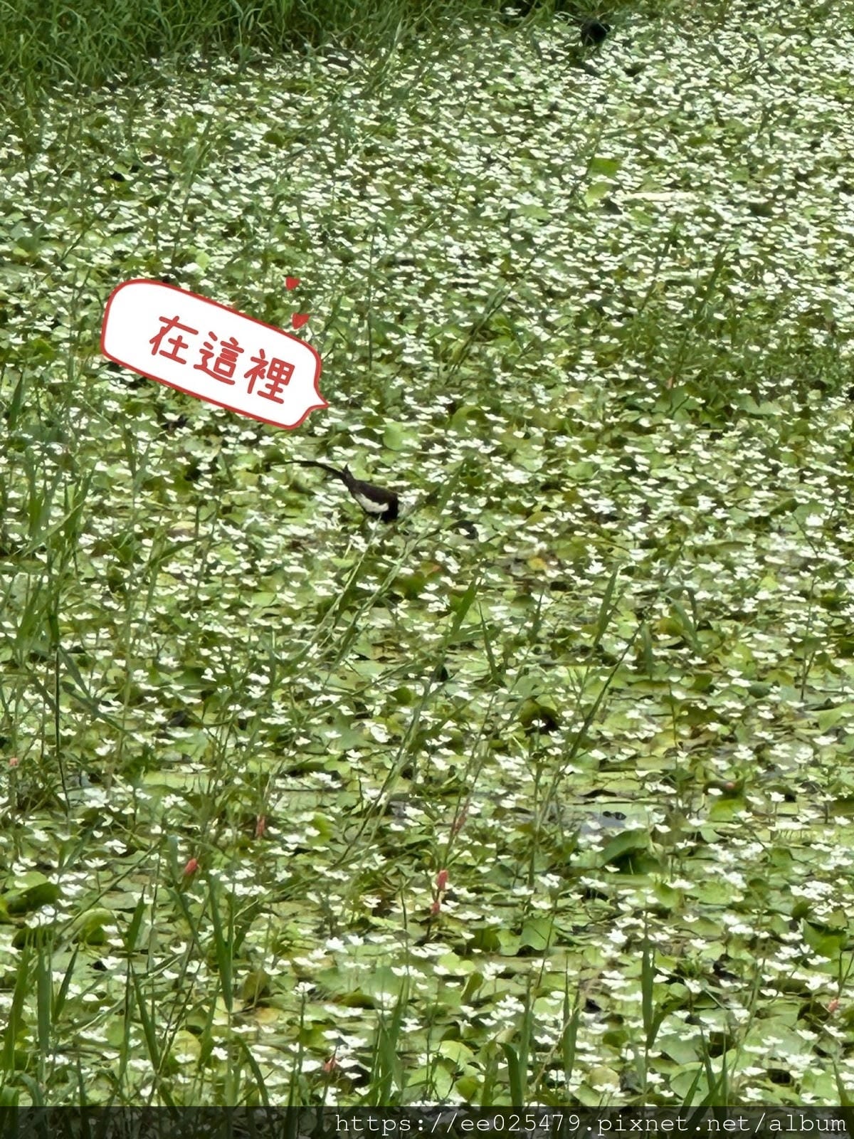高雄免費親子活動推薦 美濃湖水雉生態觀察體驗活動/客家文物 高雄免費親子活動推薦 美濃湖水雉生態觀察體驗活動/客家文物