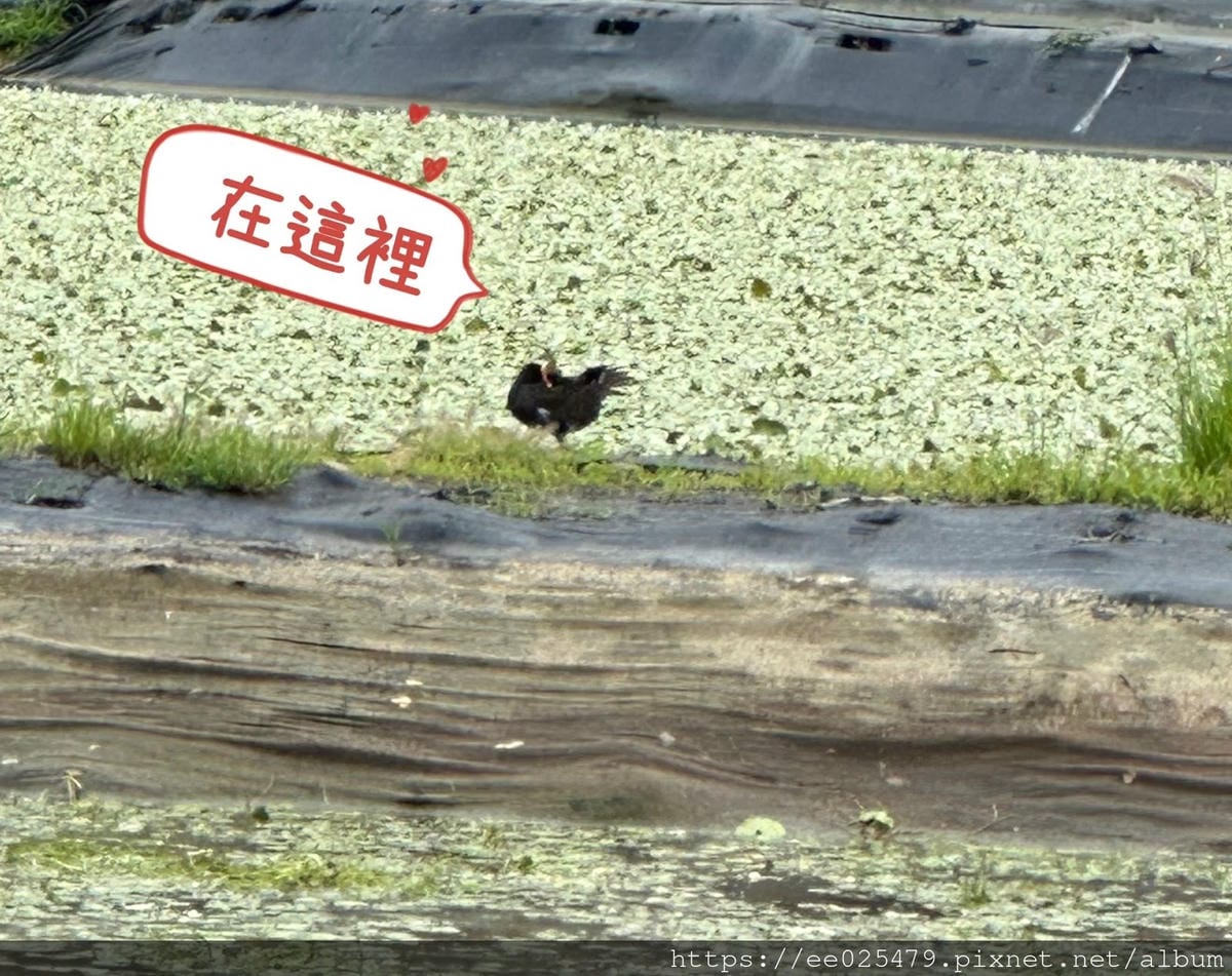 高雄免費親子活動推薦 美濃湖水雉生態觀察體驗活動/客家文物 高雄免費親子活動推薦 美濃湖水雉生態觀察體驗活動/客家文物