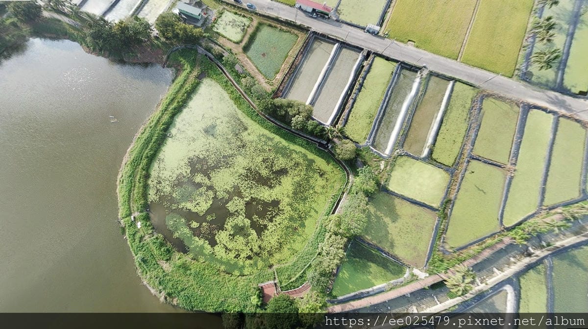 高雄免費親子活動推薦 美濃湖水雉生態觀察體驗活動/客家文物 高雄免費親子活動推薦 美濃湖水雉生態觀察體驗活動/客家文物