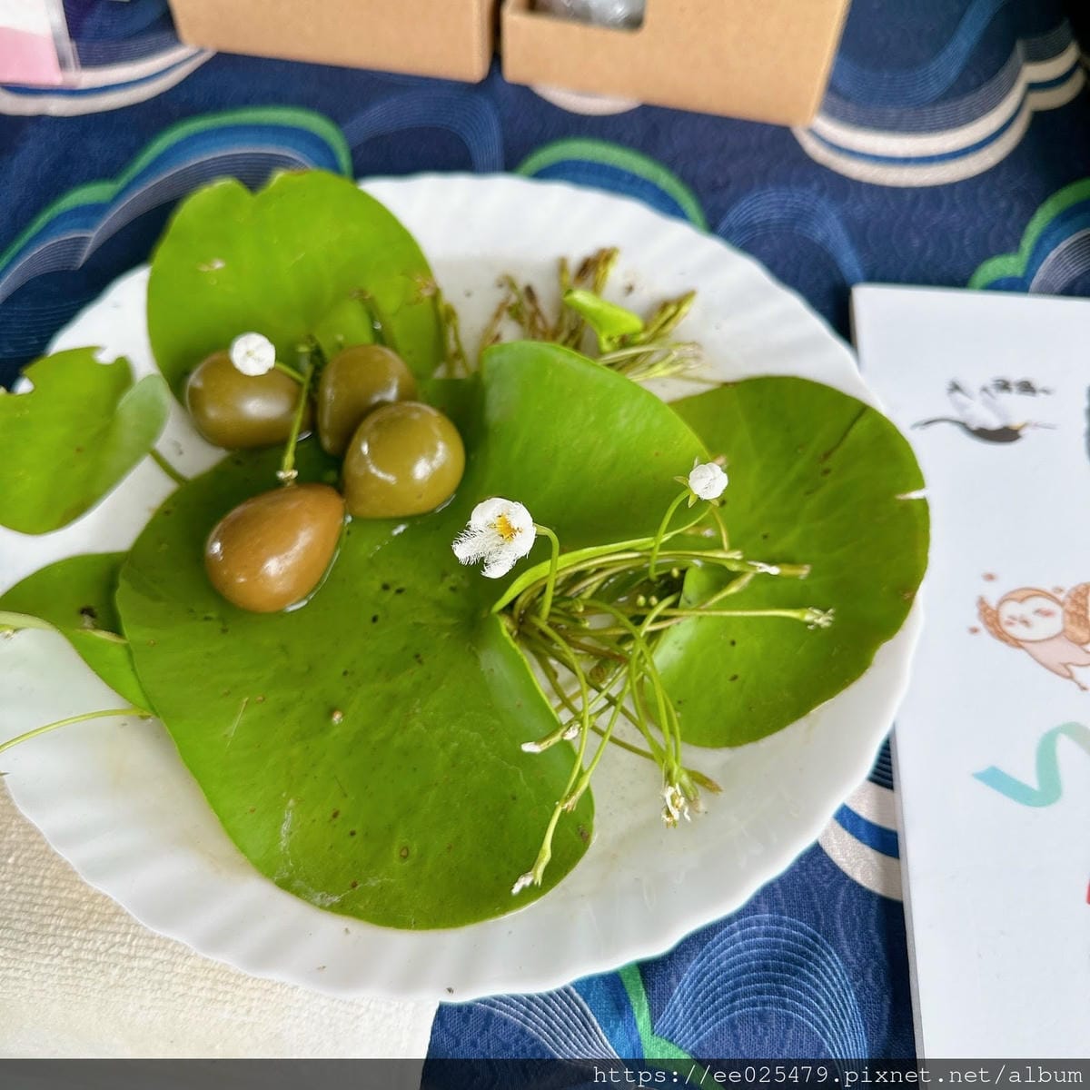 高雄免費親子活動推薦 美濃湖水雉生態觀察體驗活動/客家文物 高雄免費親子活動推薦 美濃湖水雉生態觀察體驗活動/客家文物