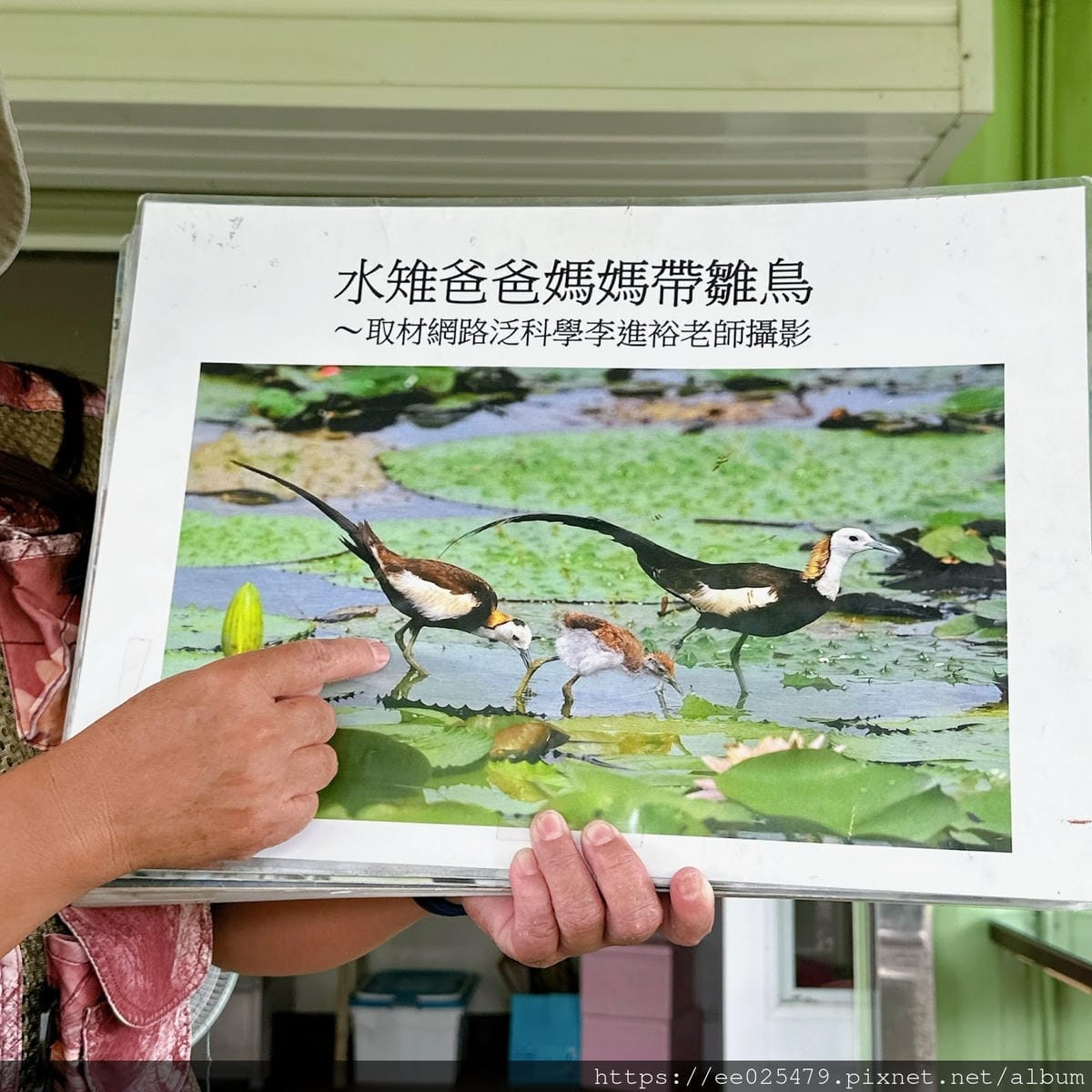 高雄免費親子活動推薦  美濃湖水雉生態觀察體驗活動/客家文物