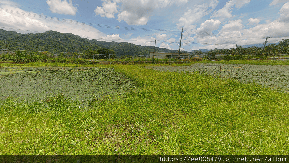 高雄免費親子活動推薦 美濃湖水雉生態觀察體驗活動/客家文物 高雄免費親子活動推薦 美濃湖水雉生態觀察體驗活動/客家文物
