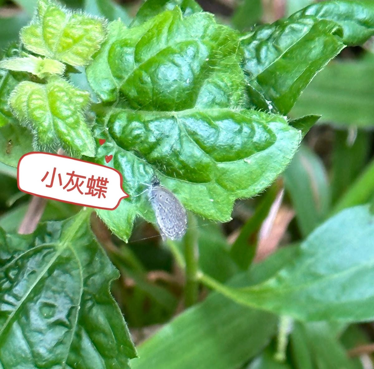 感受森林呼喊,一起到墾丁社頂公園深度旅遊,晚上再到港口社區找 感受森林呼喊,一起到墾丁社頂公園深度旅遊,晚上再到港口社區找