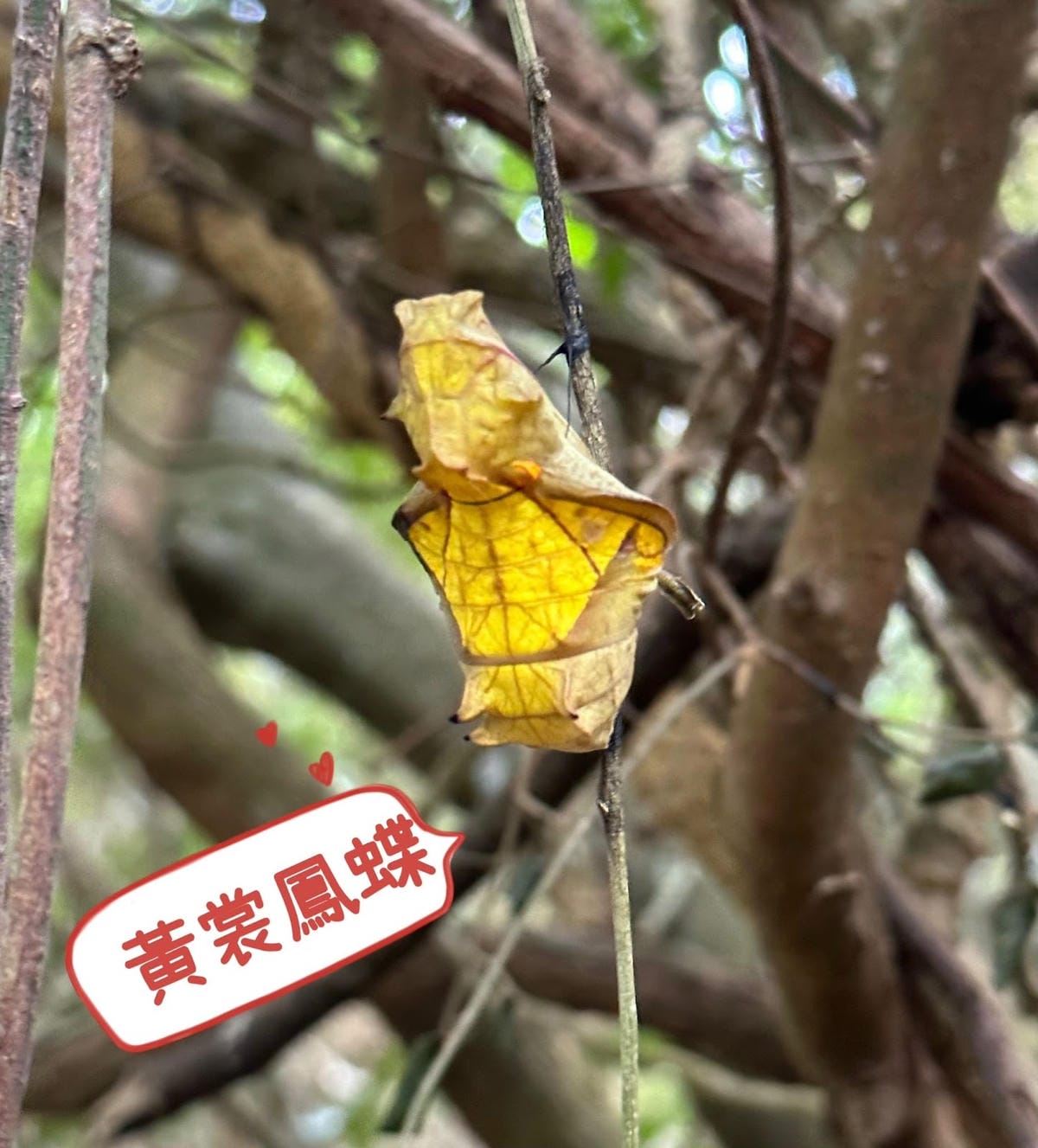 感受森林呼喊,一起到墾丁社頂公園深度旅遊,晚上再到港口社區找 感受森林呼喊,一起到墾丁社頂公園深度旅遊,晚上再到港口社區找