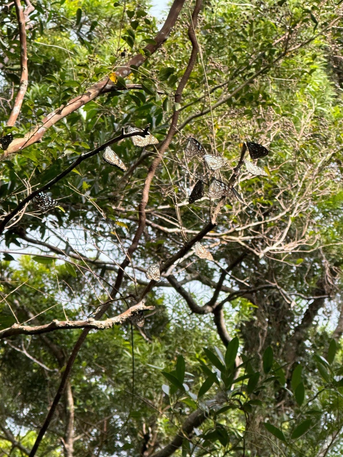 感受森林呼喊,一起到墾丁社頂公園深度旅遊,晚上再到港口社區找 感受森林呼喊,一起到墾丁社頂公園深度旅遊,晚上再到港口社區找