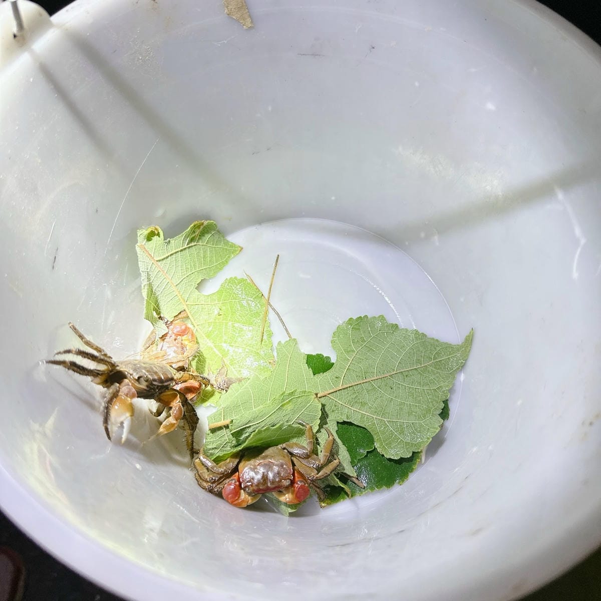 感受森林呼喊,一起到墾丁社頂公園深度旅遊,晚上再到港口社區找 感受森林呼喊,一起到墾丁社頂公園深度旅遊,晚上再到港口社區找