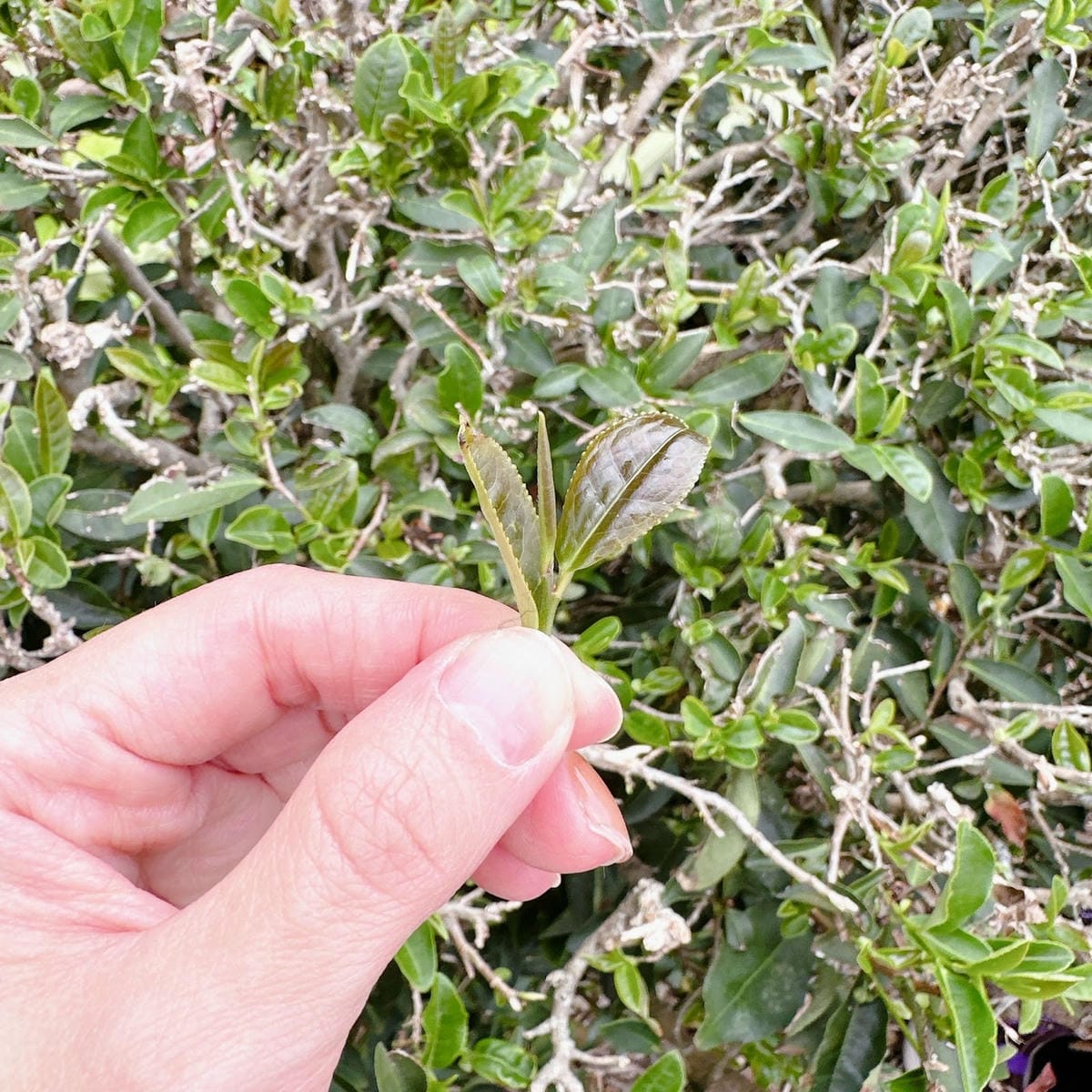 感受森林呼喊,一起到墾丁社頂公園深度旅遊,晚上再到港口社區找 感受森林呼喊,一起到墾丁社頂公園深度旅遊,晚上再到港口社區找