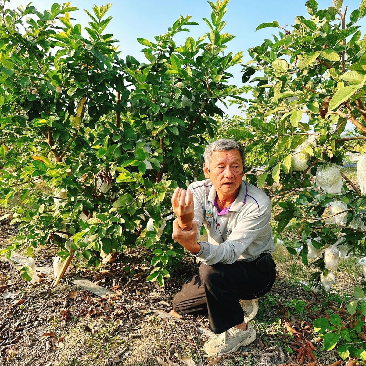 南台灣農遊推薦~旗山香蕉刮絲取纖、美濃水洗野蓮、六龜茶席體驗 南台灣農遊推薦~旗山香蕉刮絲取纖、美濃水洗野蓮、六龜茶席體驗