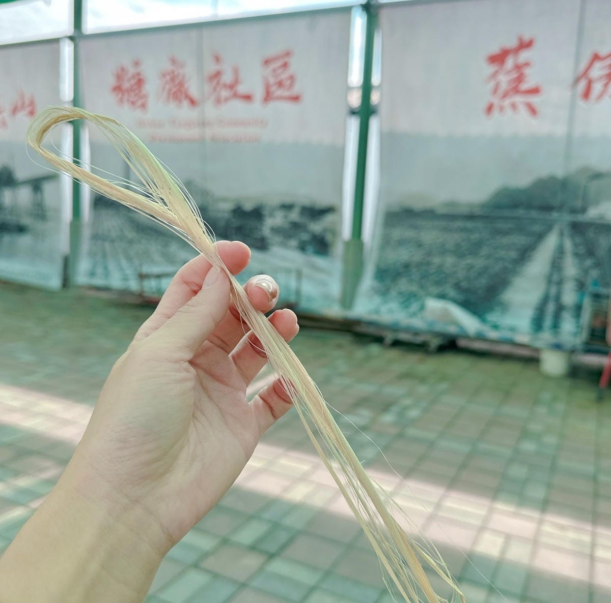 南台灣農遊推薦~旗山香蕉刮絲取纖、美濃水洗野蓮、六龜茶席體驗 南台灣農遊推薦~旗山香蕉刮絲取纖、美濃水洗野蓮、六龜茶席體驗