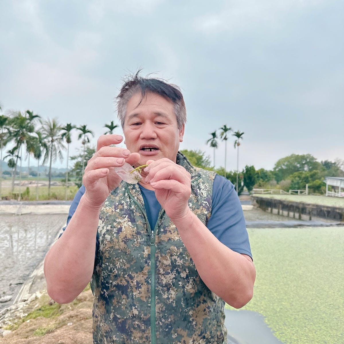 南台灣農遊推薦~旗山香蕉刮絲取纖、美濃水洗野蓮、六龜茶席體驗 南台灣農遊推薦~旗山香蕉刮絲取纖、美濃水洗野蓮、六龜茶席體驗