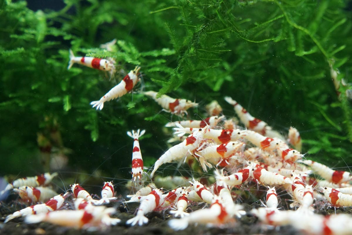 台北水族館推薦 三重 皇家水族 Royalcaridinat 台北水族館推薦 三重 皇家水族 Royalcaridinat