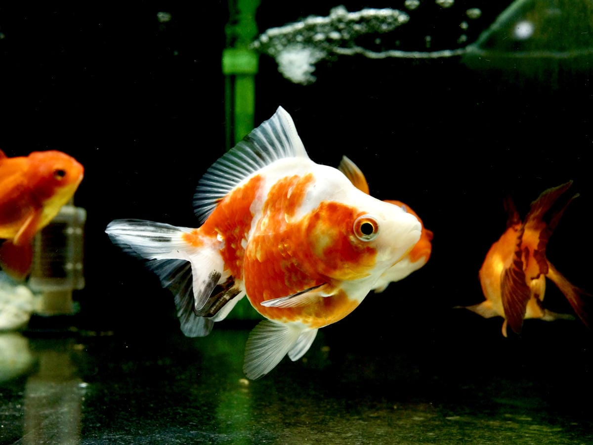 台北水族館推薦 三重 皇家水族 Royalcaridinat 台北水族館推薦 三重 皇家水族 Royalcaridinat