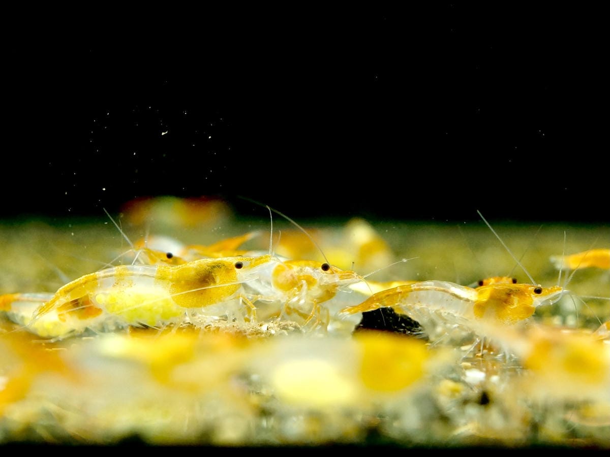台北水族館推薦 三重 皇家水族 Royalcaridinat 台北水族館推薦 三重 皇家水族 Royalcaridinat