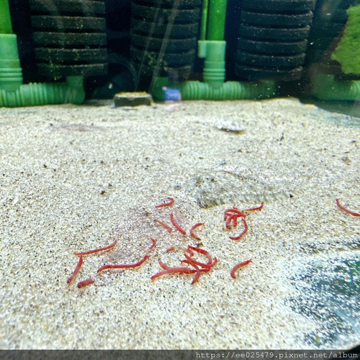 台北水族館推薦 三重 皇家水族 Royalcaridinat 台北水族館推薦 三重 皇家水族 Royalcaridinat