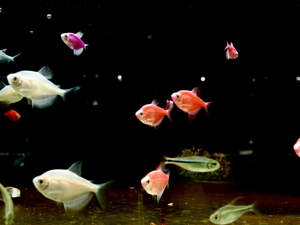 台北水族館推薦 三重 皇家水族 Royalcaridinat