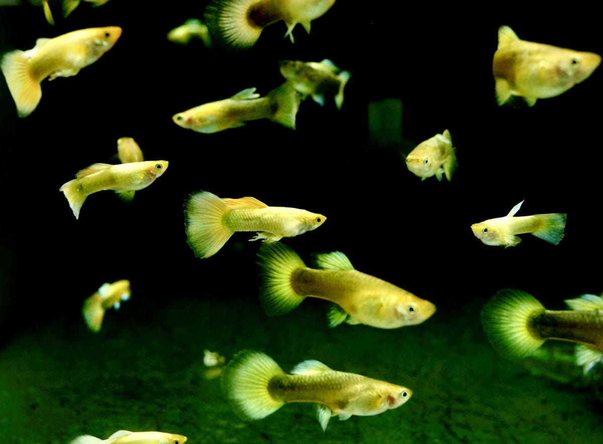 台北水族館推薦 三重 皇家水族 Royalcaridinat 台北水族館推薦 三重 皇家水族 Royalcaridinat