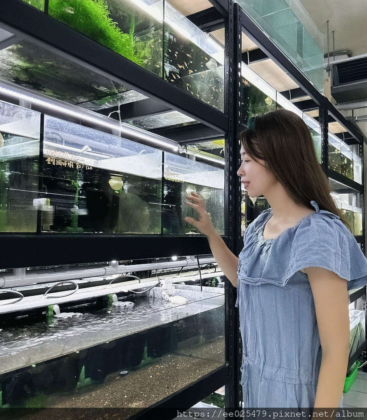 台北水族館推薦 三重 皇家水族 Royalcaridinat 台北水族館推薦 三重 皇家水族 Royalcaridinat