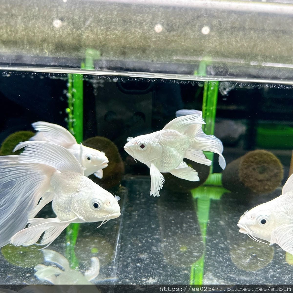 台北水族館推薦 三重 皇家水族 Royalcaridinat