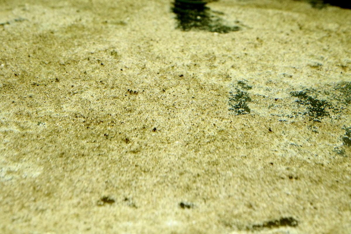 台北水族館推薦 三重 皇家水族 Royalcaridinat 台北水族館推薦 三重 皇家水族 Royalcaridinat