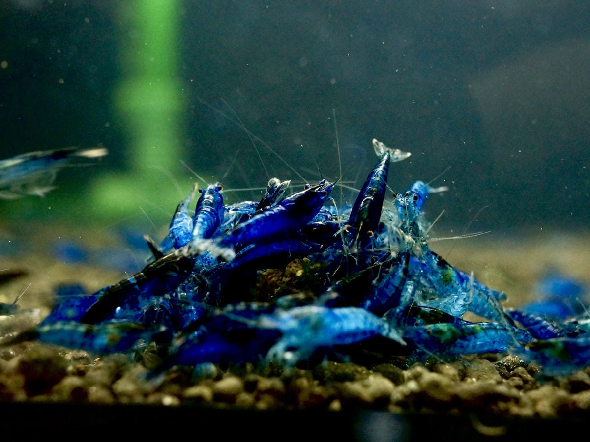 台北水族館推薦 三重 皇家水族 Royalcaridinat 台北水族館推薦 三重 皇家水族 Royalcaridinat